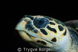 Night dive at Tistlegorm. by Trygve Borge 